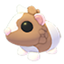 Chocolate Dutch Guinea Pig